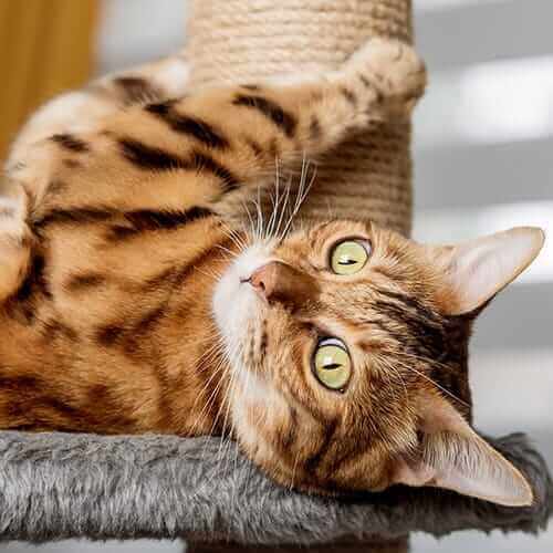 Allergy and Skin Care Allergy and Skin Care Page