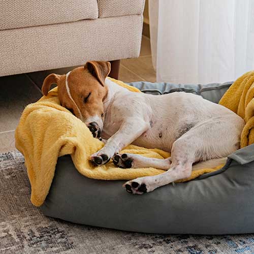 A Jack Russell sleeping