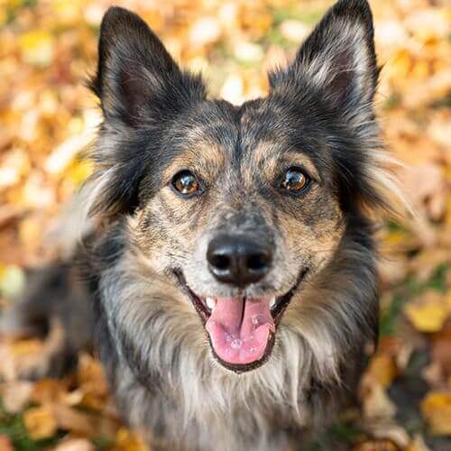 Canine Wellness Care Canine Wellness Care Page