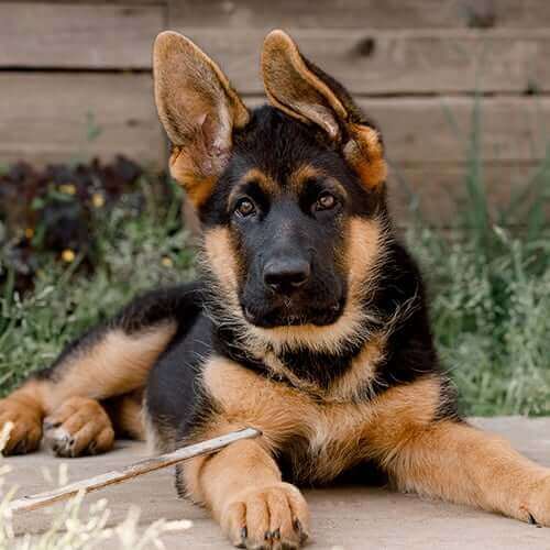 Diagnostics Diagnostics Page