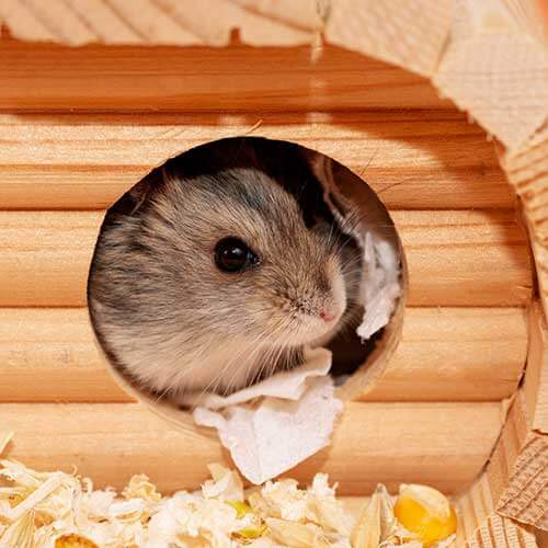 A hamster in their home