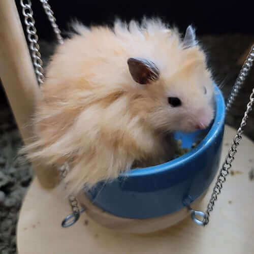 Pocket Pets Pocket Pets Page