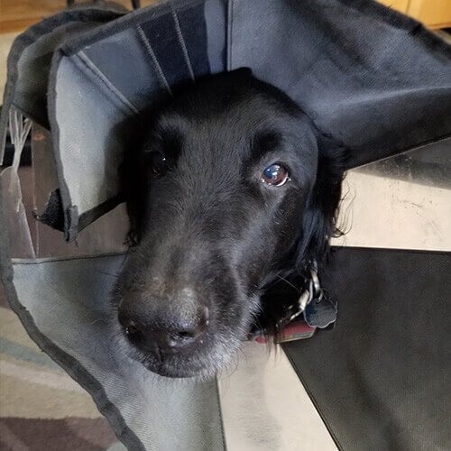 Fear Free Surgery Fear Free Surgery Page